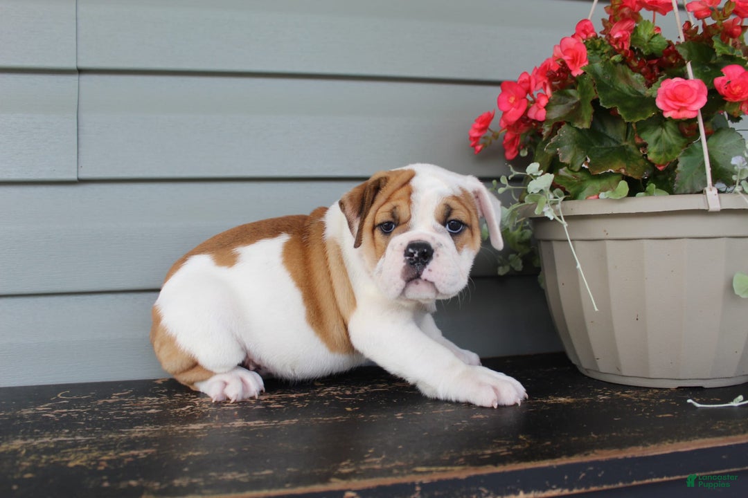 English Bulldog dogs for sale: Raspberry - Image 4