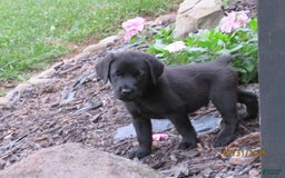 Labrador Retriever dogs for sale: Hunter - Image 12