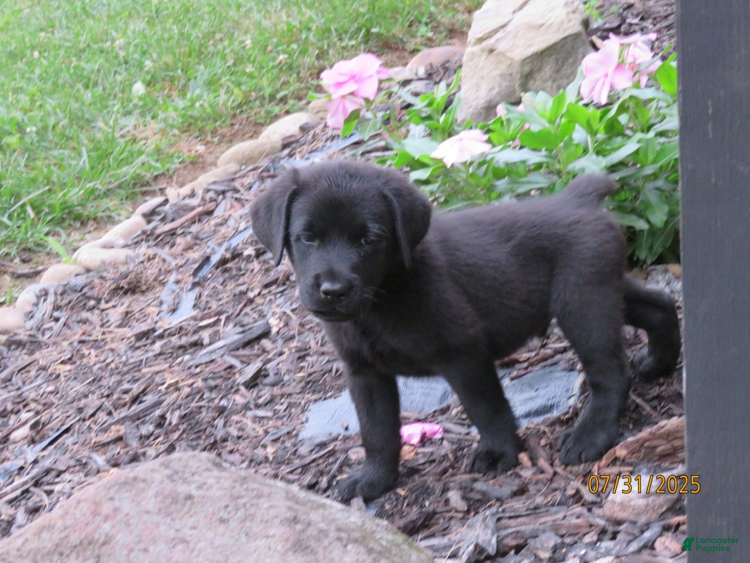 Labrador Retriever dogs for sale: Hunter - Image 12