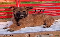 Belgian Malinois dogs for sale: Joy - Image 2