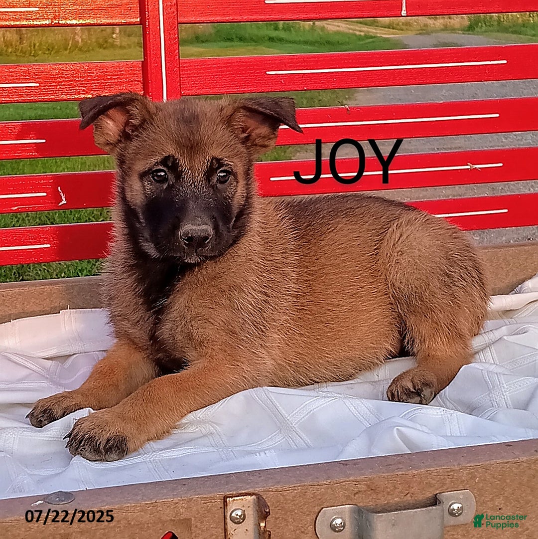 Belgian Malinois dogs for sale: Joy - Image 2