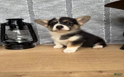Welsh Corgi Pembroke dogs for sale: Carly - Image 13