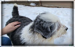 Old English Sheepdog dogs for sale: Taylee - Image 6