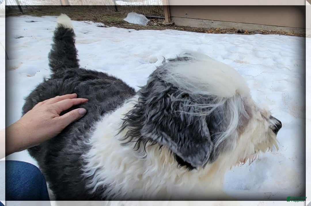 Old English Sheepdog dogs for sale: Taylee - Image 6