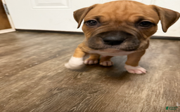 American Pit Bull Terrier dogs for sale: Spice - Image 11