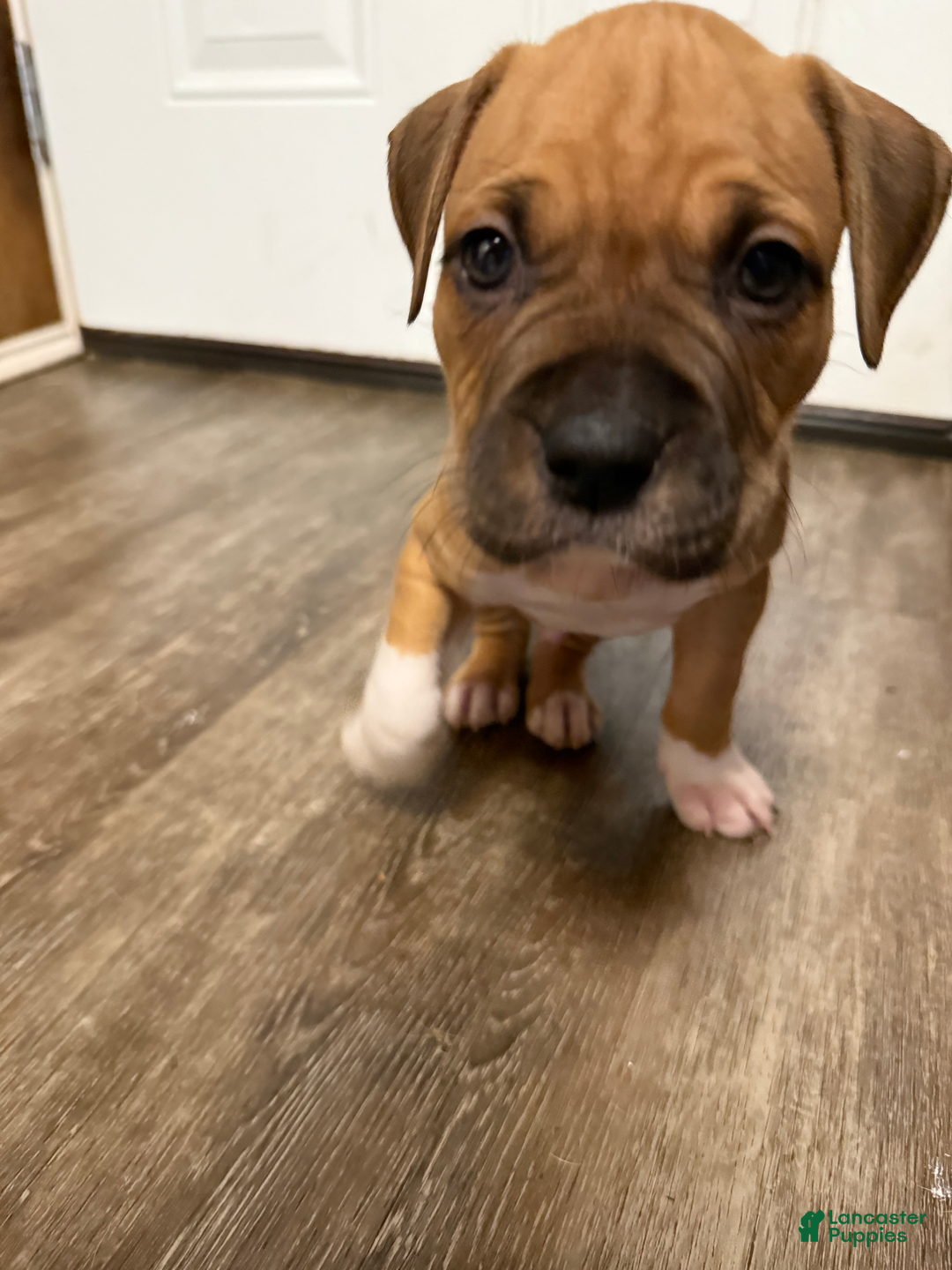 American Pit Bull Terrier dogs for sale: Spice - Image 11