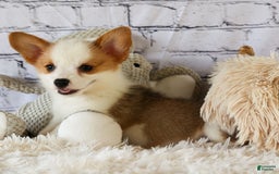 Welsh Corgi Pembroke dogs for sale: Welsh Corgi (Pembroke) 5 puppies - Image 9