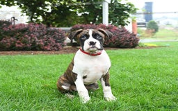 Boxer dogs for sale: Hunter - Image 5