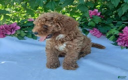 Toy Poodle dogs for sale: Shelty - Image 3