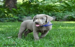 Labrador Retriever dogs for sale: Mickey - Image 3