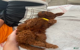 Mini Goldendoodle dogs for sale: Cooper - Image 7