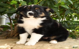 Miniature Australian Shepherd dogs for sale: Amelia - Image 7