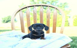 Miniature Dachshund dogs for sale: Twinkle - Image 7