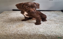 Jackapoo dogs for sale: Fudge - Image 2