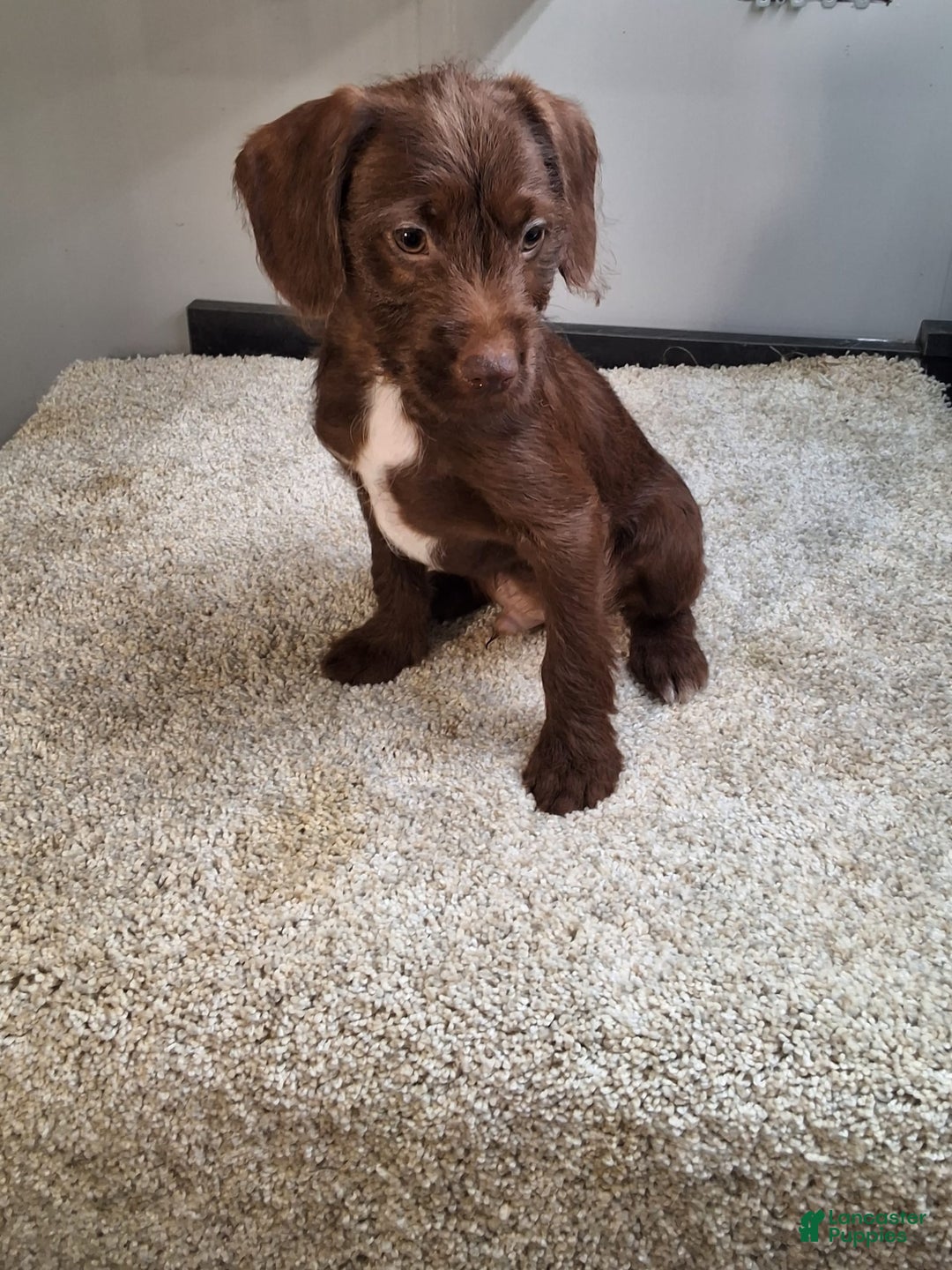 Jackapoo dogs for sale: Fudge - Image 2