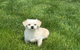 Lhasa Apso dogs for sale: Joey - Image 3