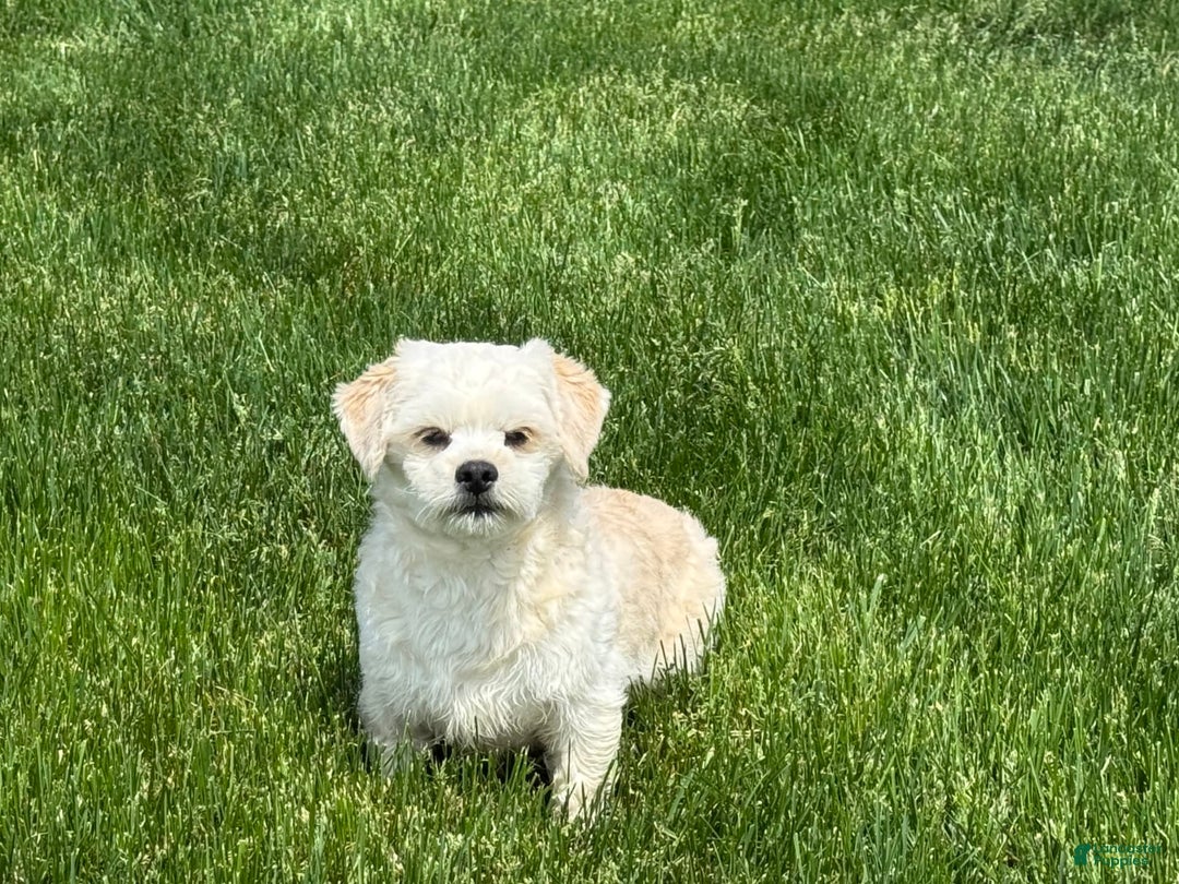 Lhasa Apso dogs for sale: Joey - Image 3