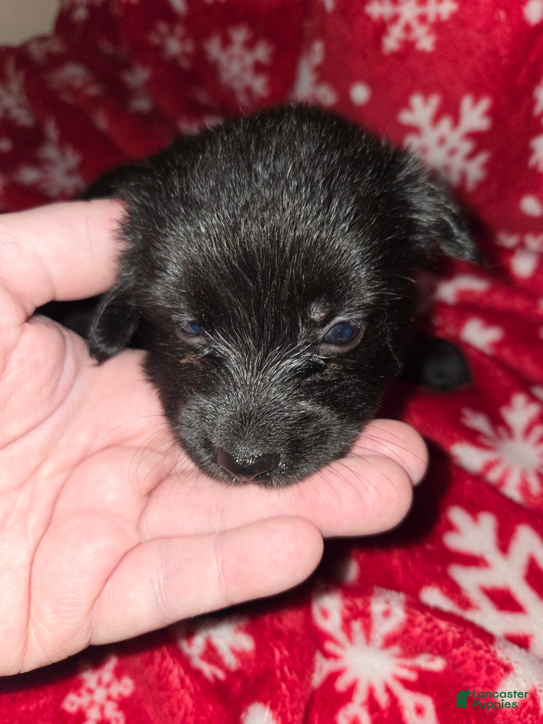 Chihuahua dogs for sale: Black Girl 1 - Image 3