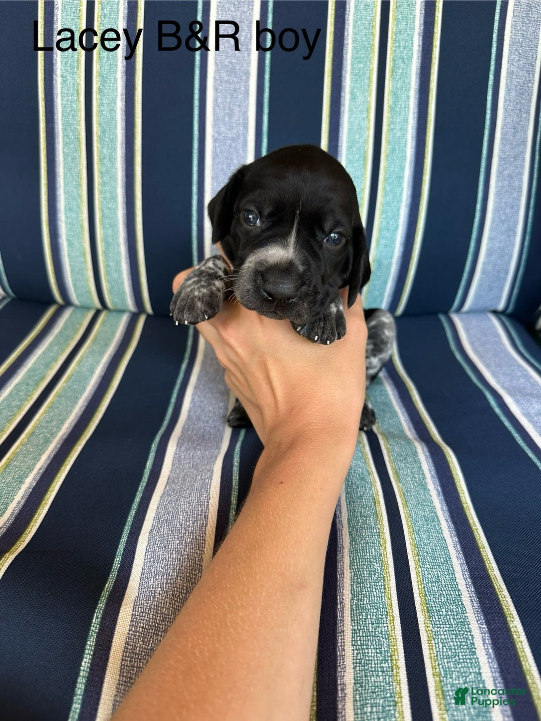 German Shorthaired Pointer dogs for sale: Lacey male - Image 2