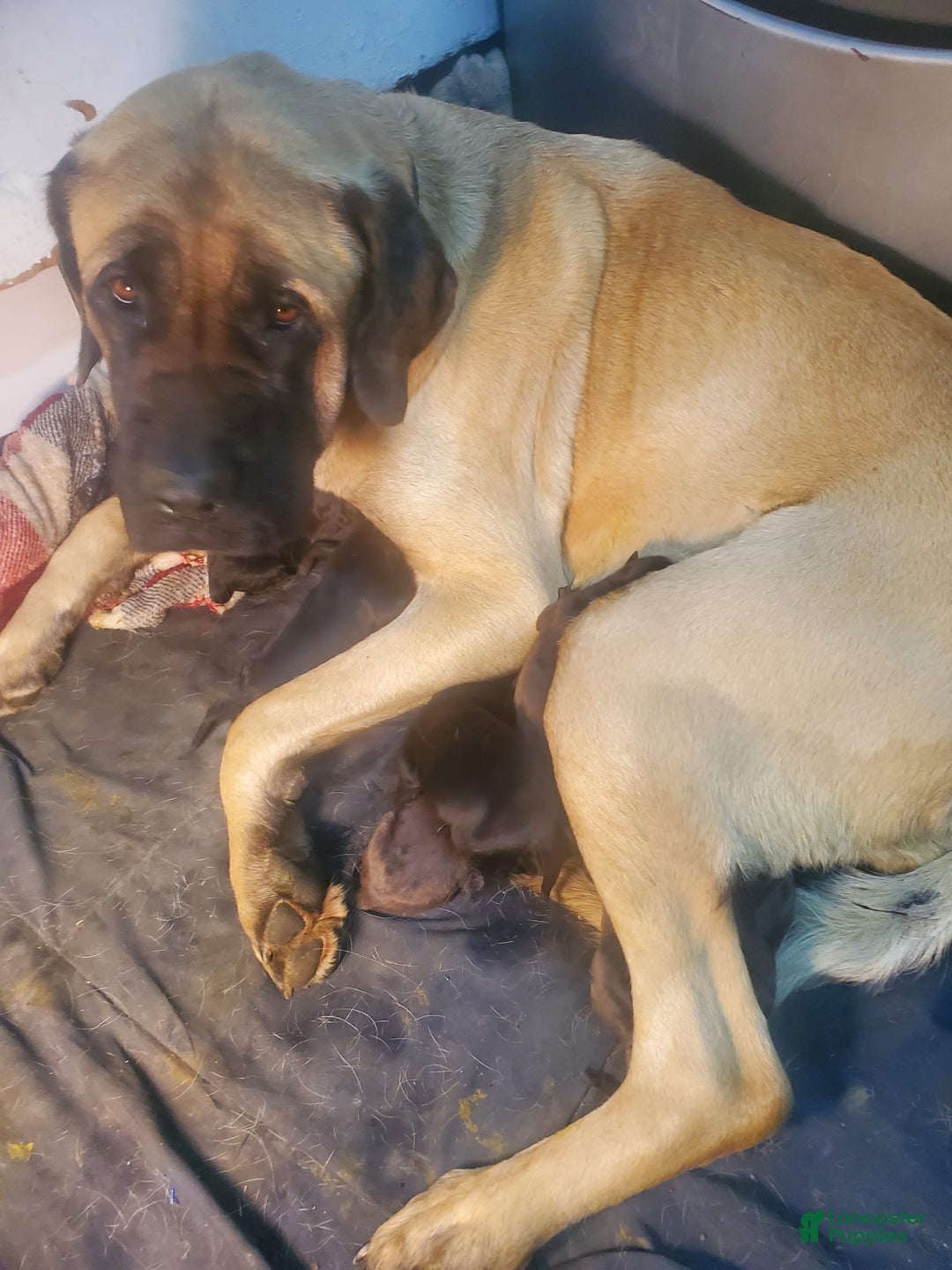 English Mastiff dogs for sale: Feebee - Image 7