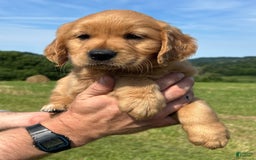 Golden Retriever dogs for sale: Pumpkin - Image 13