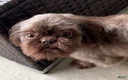 Shih Tzu dogs for sale: Karlton - Image 25