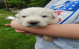 Great Pyrenees dogs for sale: Cedar - Image 13