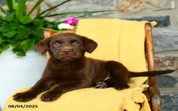 Labrador Retriever dogs for sale: Espresso - Image 1