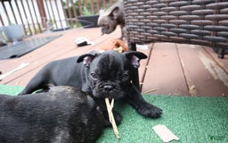 French Bulldog dogs for sale: Ty - Image 1