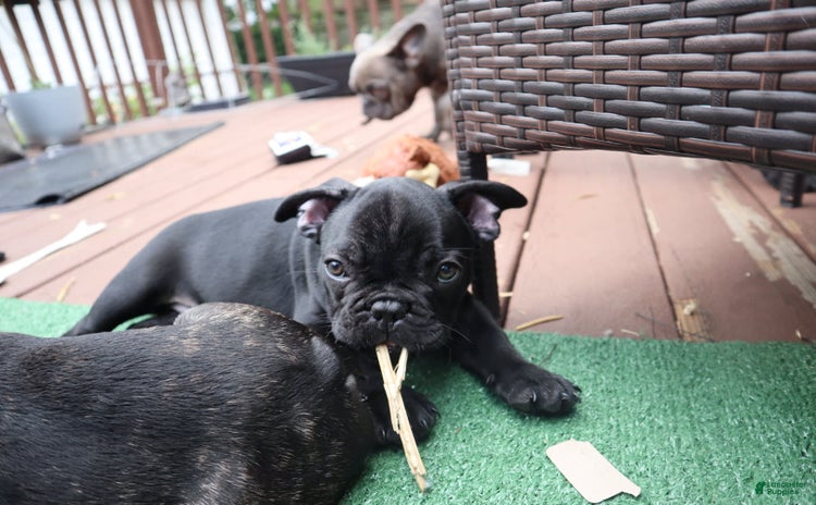 French Bulldog dogs for sale - Ad 2