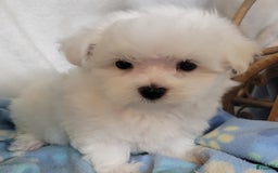 Maltese dogs for sale: Amigo - Image 1
