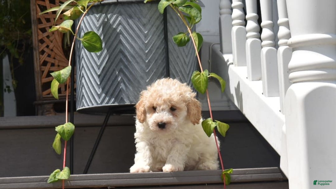 Toy Poodle dogs for sale: Elise - Image 3