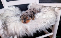 Mini Bernedoodle dogs for sale: Wolfgang - Image 3