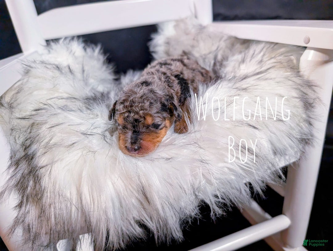 Mini Bernedoodle dogs for sale: Wolfgang - Image 3