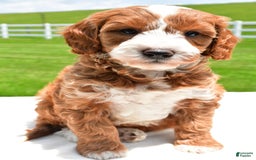 Mini Goldendoodle dogs for sale: Justin - Image 1