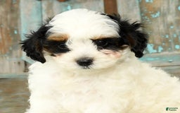 Cavapoo dogs for sale: Puncho - Image 9