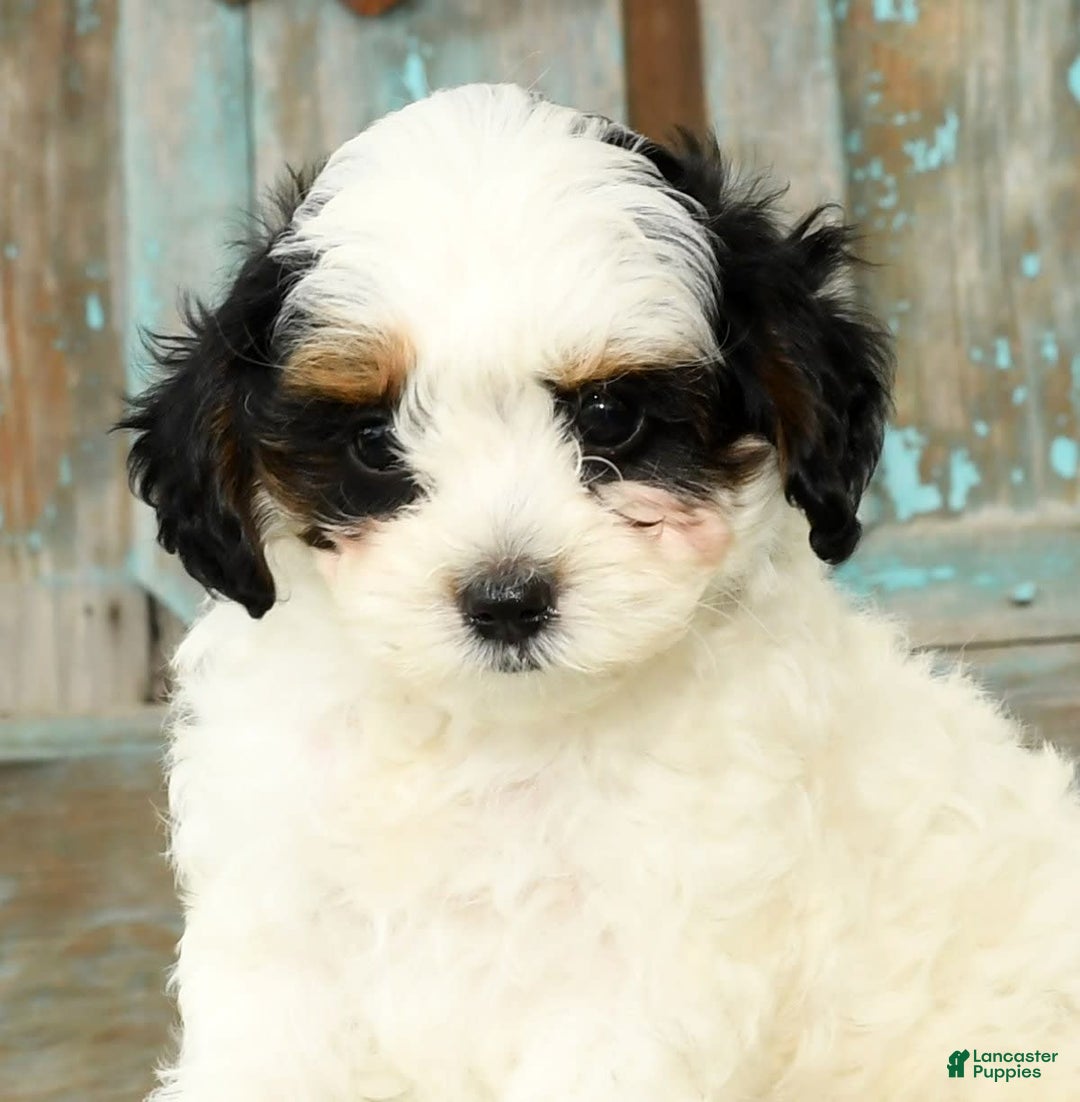 Cavapoo dogs for sale: Puncho - Image 9