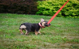 French Bulldog dogs for sale: Princess - Image 4