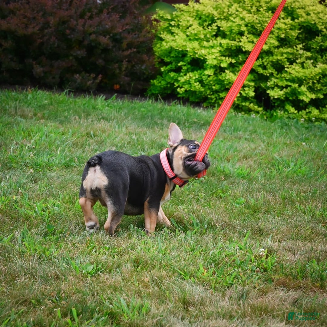 French Bulldog dogs for sale: Princess - Image 4