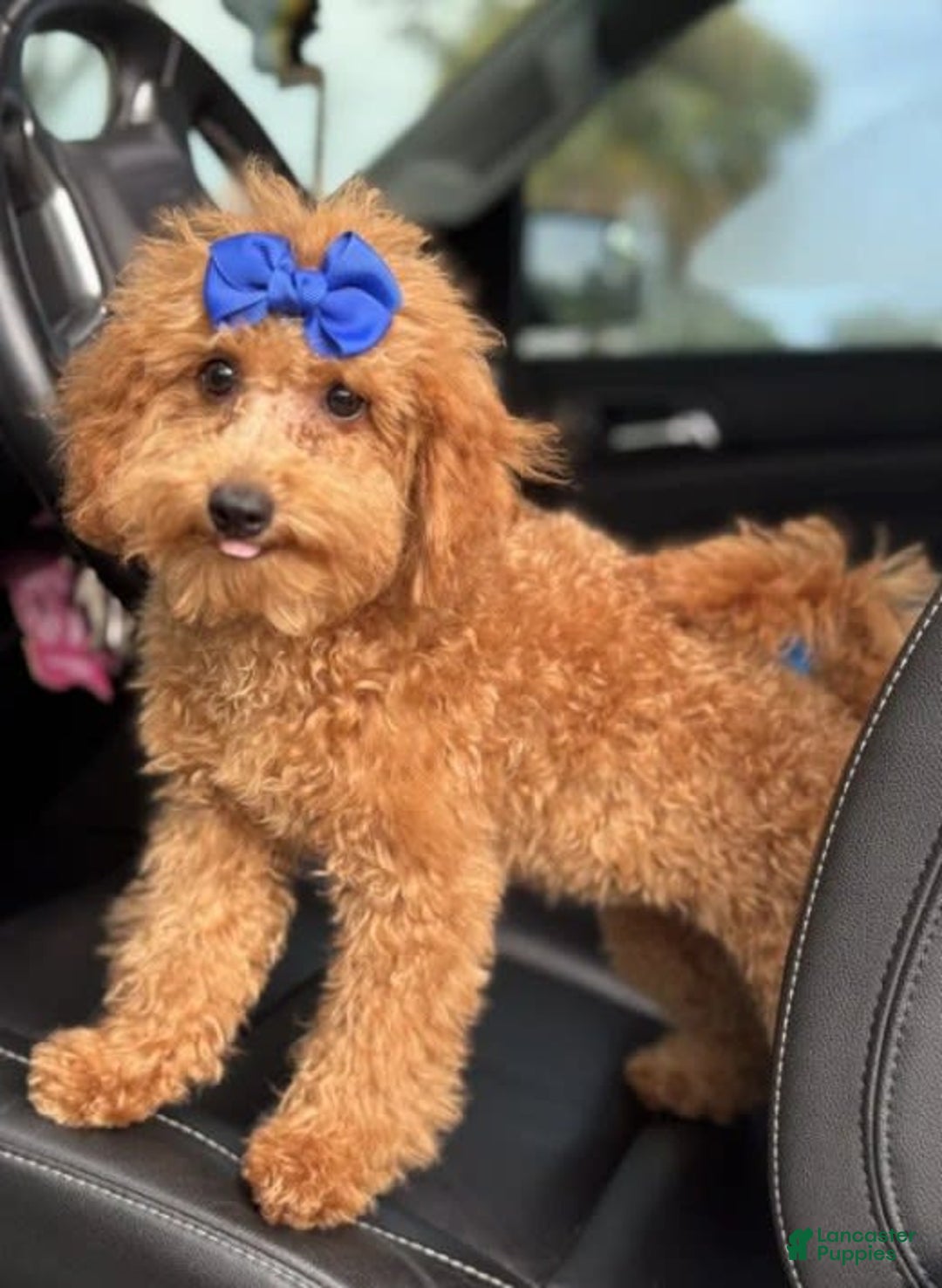 Mini Goldendoodle dogs for sale: Ami - Image 7