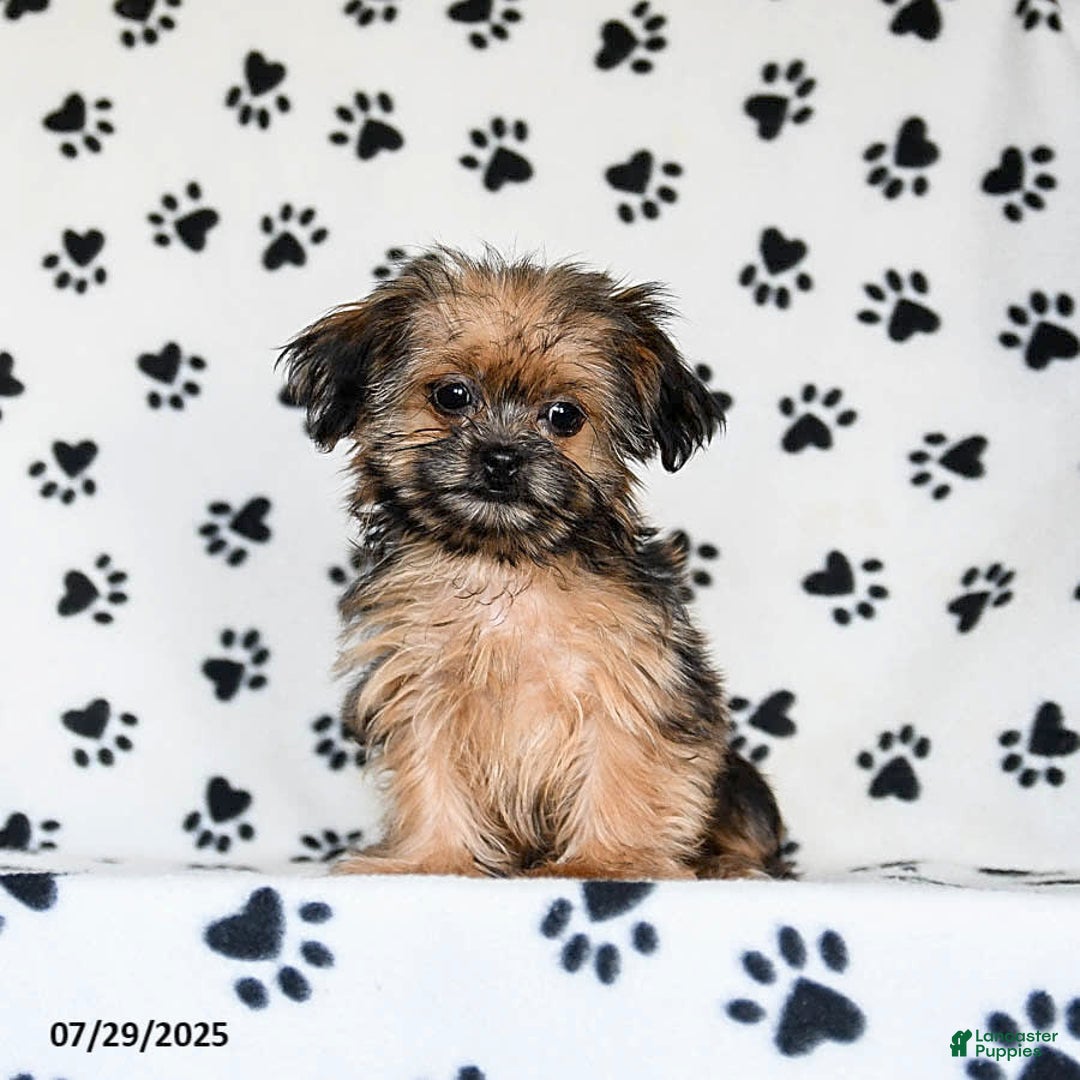 Shorkie dogs for sale: Huck - Image 18