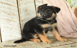 German Shepherd dogs for sale: Whistle - Image 3