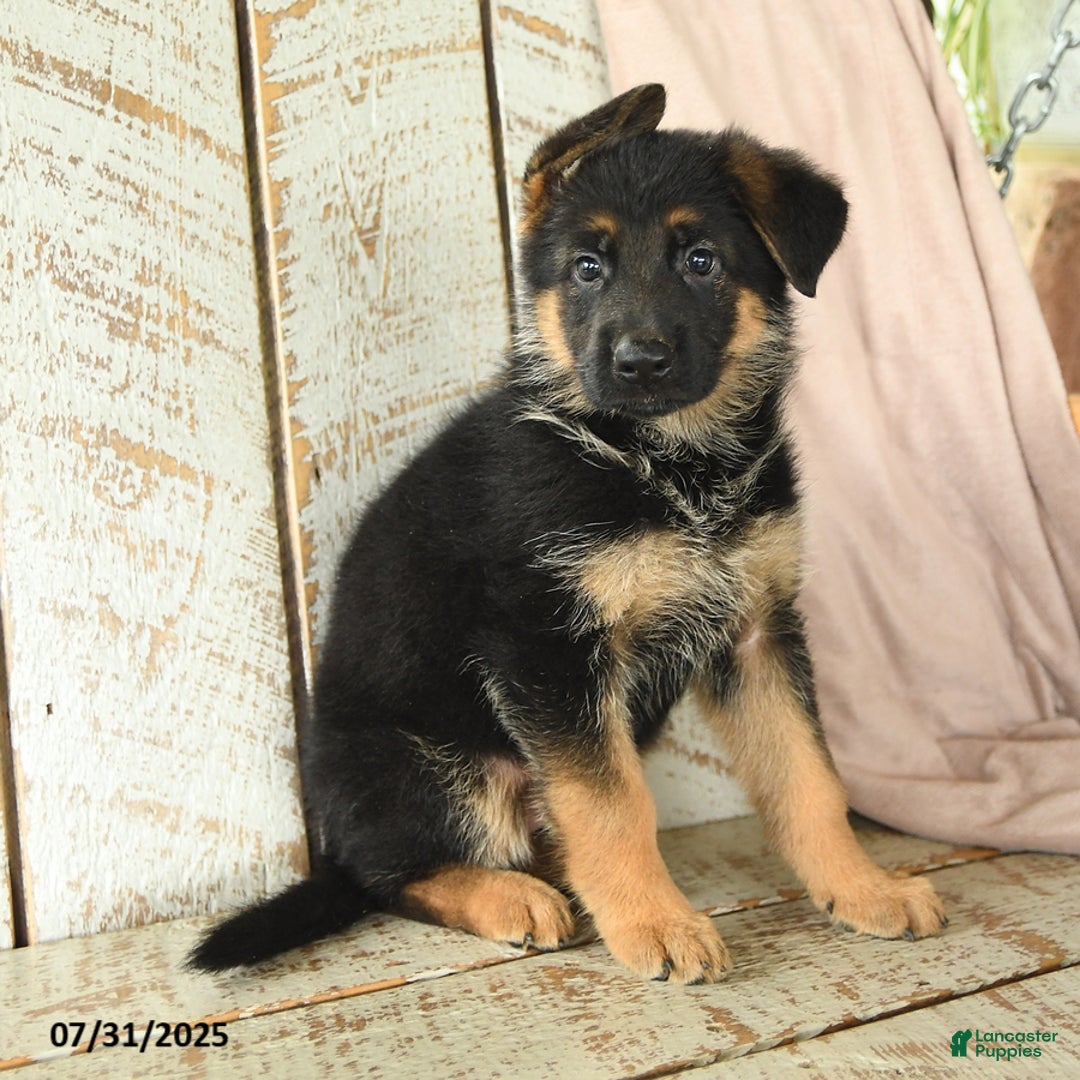German Shepherd dogs for sale: Whistle - Image 3