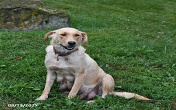 Goldador dogs for sale: Lulu - Image 4