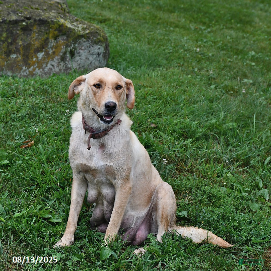 Goldador dogs for sale: Lulu - Image 4