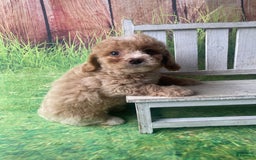 Mini Goldendoodle dogs for sale: Lani - Image 13