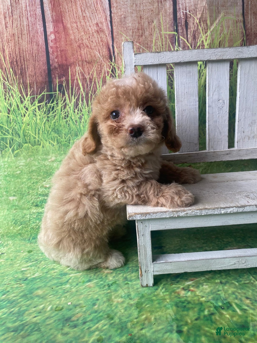 Mini Goldendoodle dogs for sale: Lani - Image 13