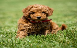 Goldendoodle dogs for sale: Annie - Image 8