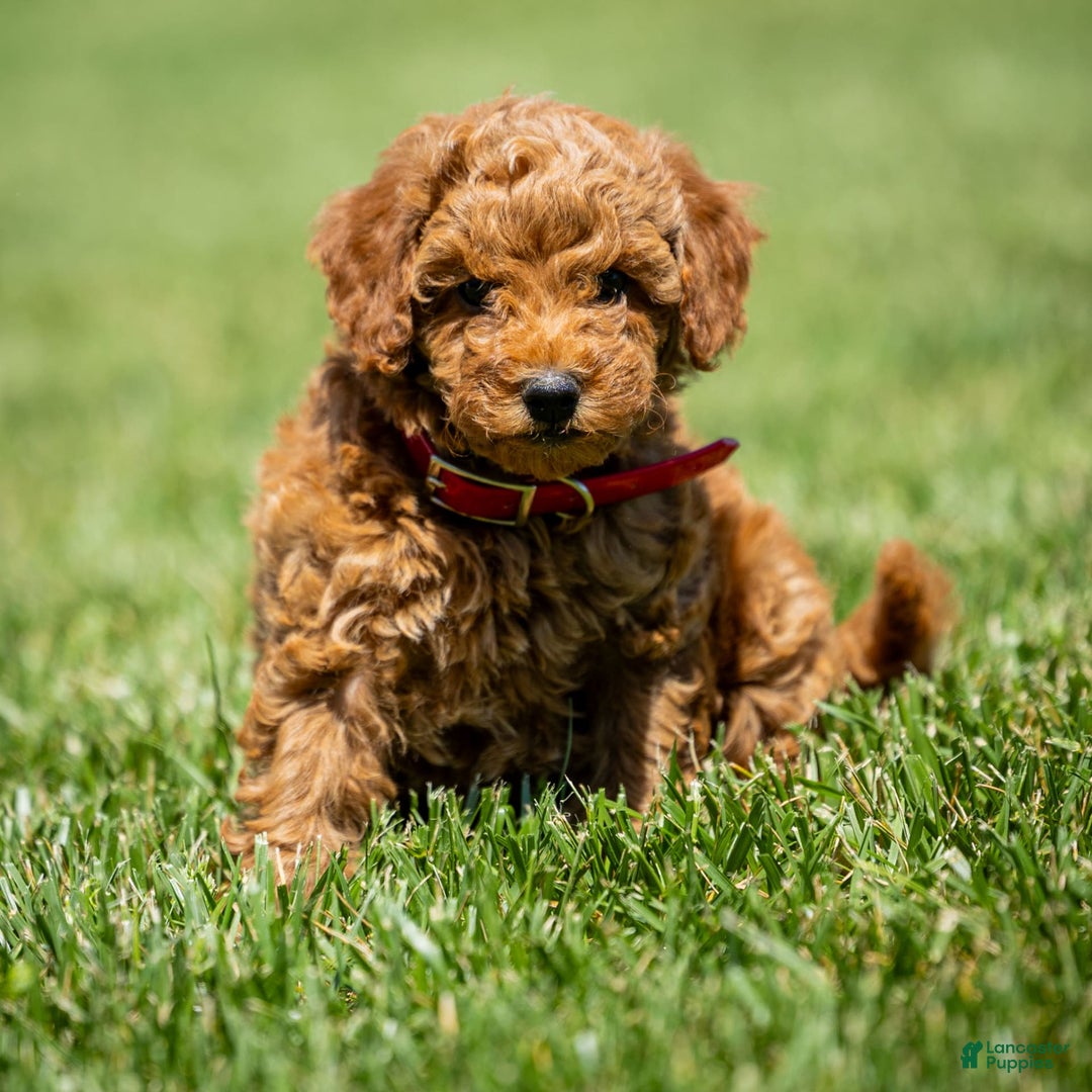 Goldendoodle dogs for sale: Annie - Image 8