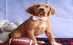 Beagle dogs for sale: Chief - Image 5